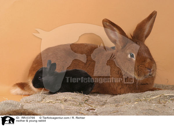 Mutter & junges Kaninchen / mother & young rabbit / RR-03766