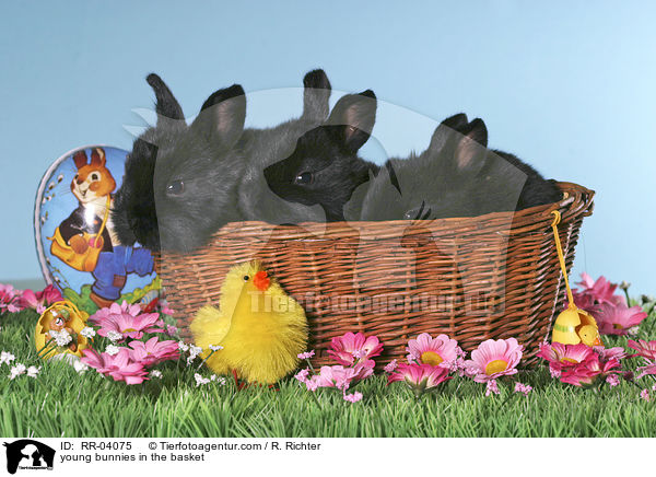 junge Kaninchen im Krbchen / young bunnies in the basket / RR-04075