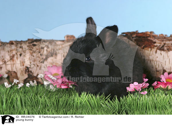 Kaninchenjunges / young bunny / RR-04076