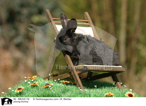 young bunny / RR-04119