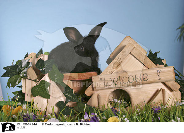 Kaninchen / rabbit / RR-04944