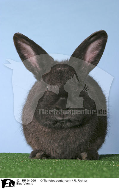 Blue Vienna / RR-04966