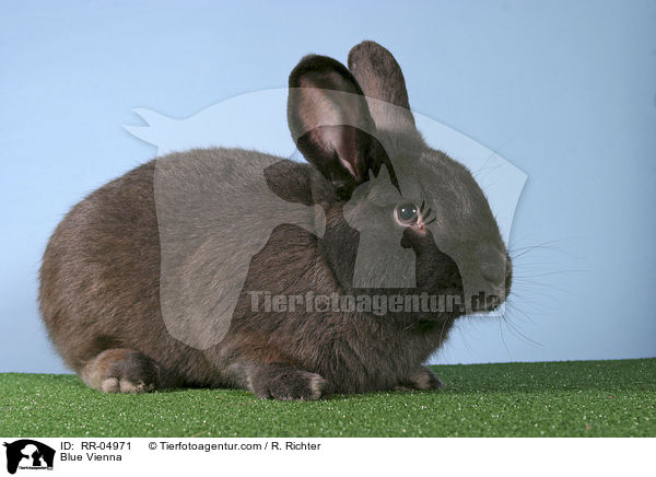 Blue Vienna / RR-04971