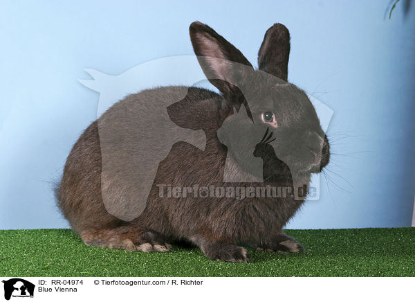 Blue Vienna / RR-04974