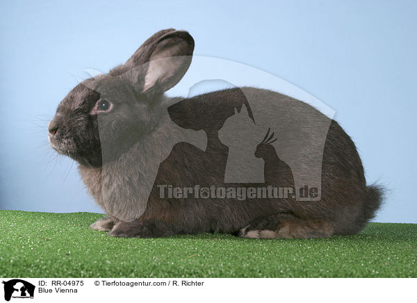 Blue Vienna / RR-04975