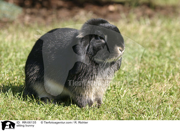 sitzendes Zwergkaninchen / sitting bunny / RR-06135