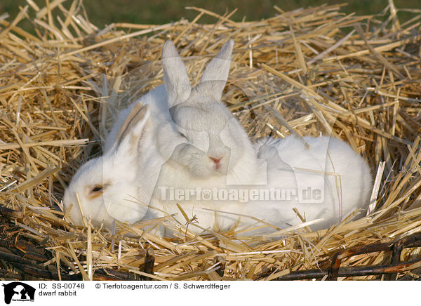 Zwergkaninchen / dwarf rabbit / SS-00748