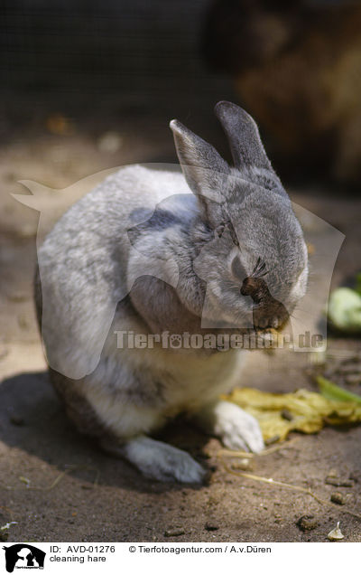 cleaning hare / AVD-01276