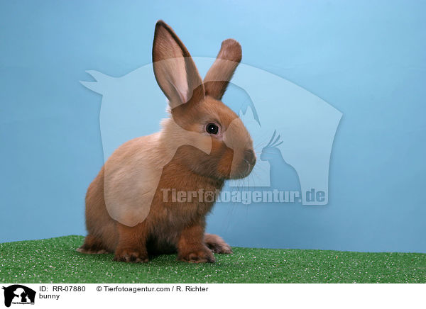 Kaninchen / bunny / RR-07880