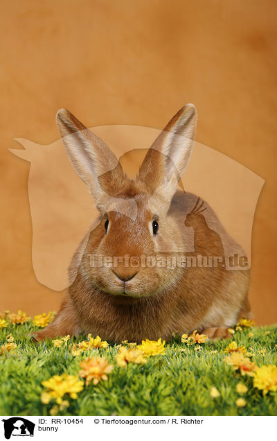 Kaninchen / bunny / RR-10454