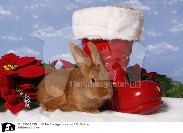 Weihnachtskaninchen / christmas bunny / RR-18555