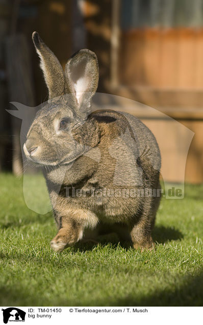 big bunny / TM-01450