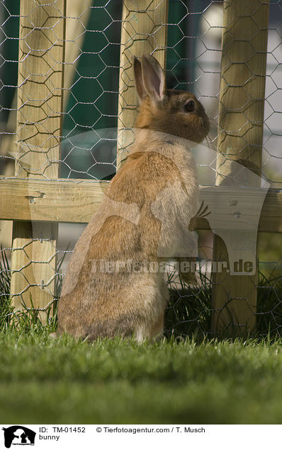Kaninchen / bunny / TM-01452