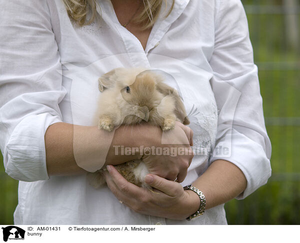 Kaninchen auf Arm / bunny / AM-01431