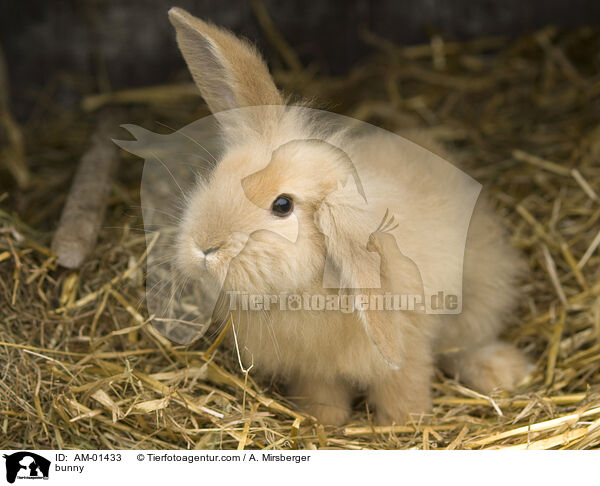 Kaninchen / bunny / AM-01433
