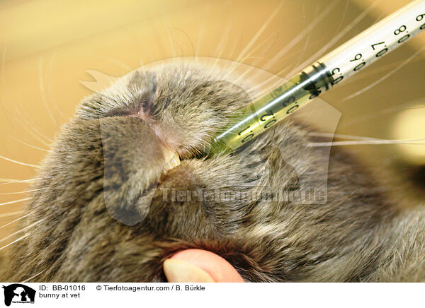 Kaninchen beim Tierarzt / bunny at vet / BB-01016