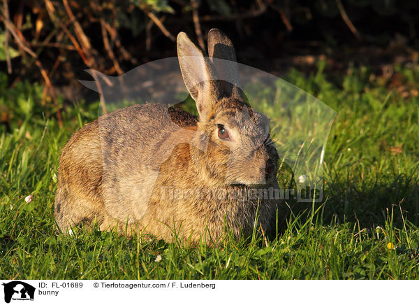 Kaninchen / bunny / FL-01689