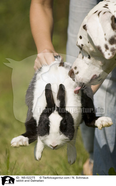 rabbit and Dalmatian / NS-02275