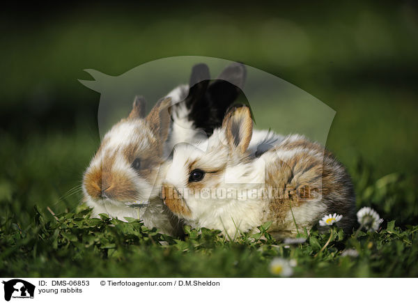 young rabbits / DMS-06853