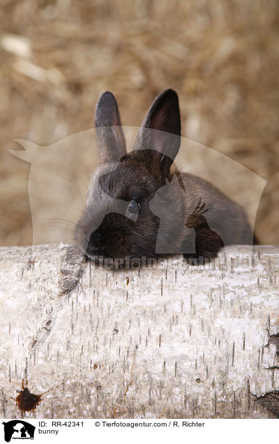 Kaninchen / bunny / RR-42341