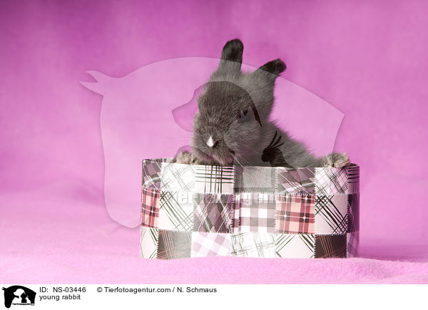 young rabbit / NS-03446
