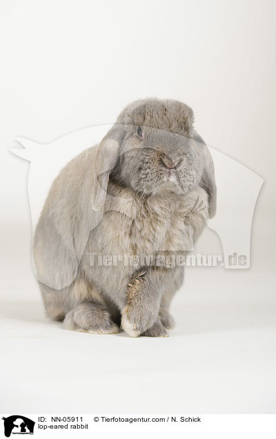 Widderkaninchen / lop-eared rabbit / NN-05911