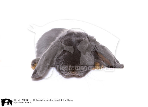 Widderkaninchen / lop-eared rabbit / JH-19938