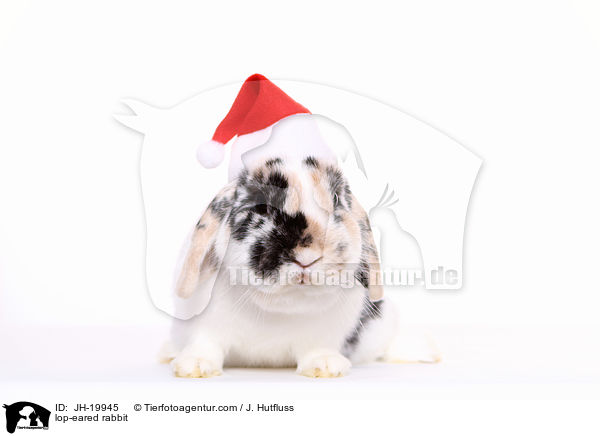 Widderkaninchen / lop-eared rabbit / JH-19945