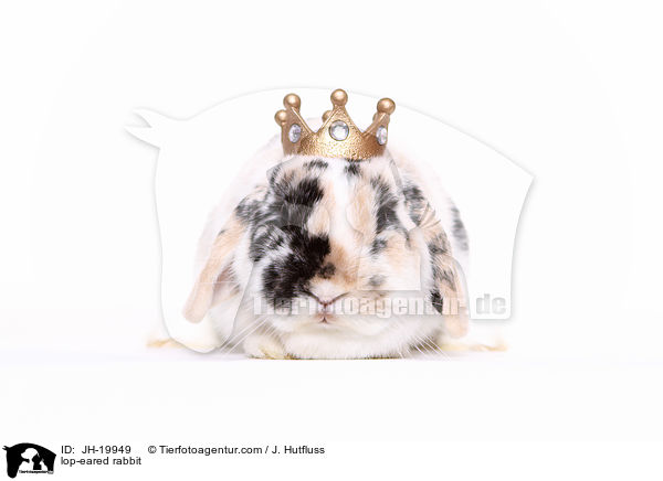 Widderkaninchen / lop-eared rabbit / JH-19949