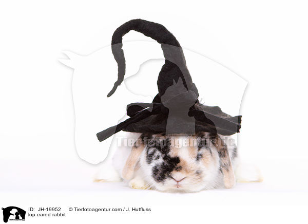 Widderkaninchen / lop-eared rabbit / JH-19952