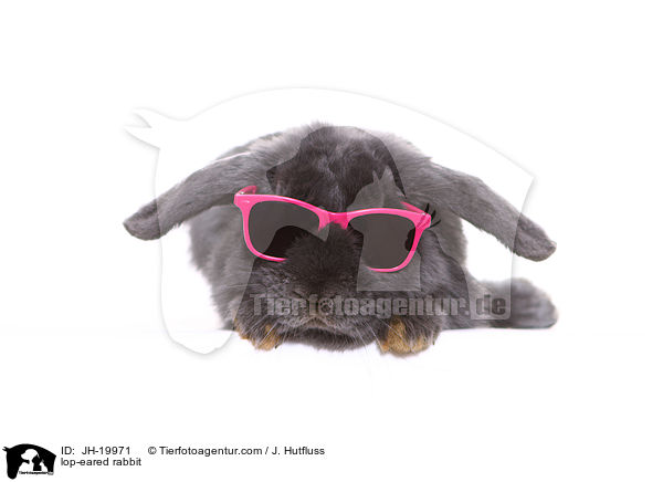 Widderkaninchen / lop-eared rabbit / JH-19971