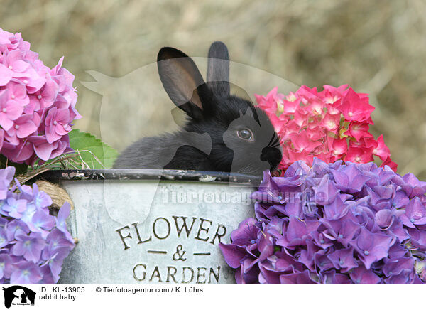 Kaninchen Baby / rabbit baby / KL-13905