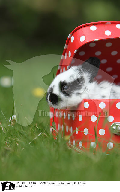 Kaninchen Baby / rabbit baby / KL-13926