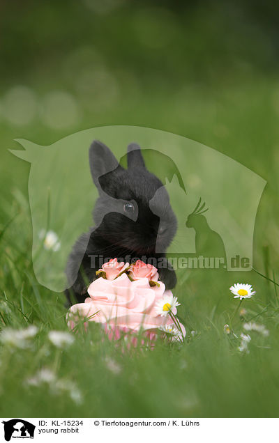 junges Kaninchen / young rabbit / KL-15234