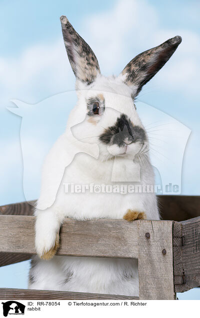 Kaninchen / rabbit / RR-78054