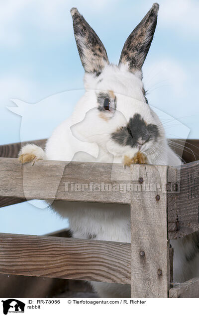 Kaninchen / rabbit / RR-78056
