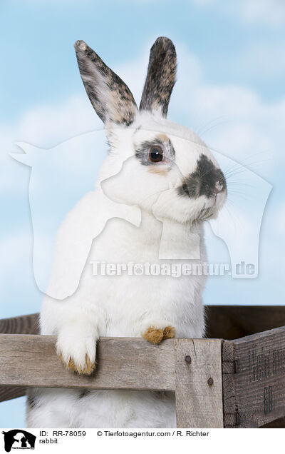 Kaninchen / rabbit / RR-78059