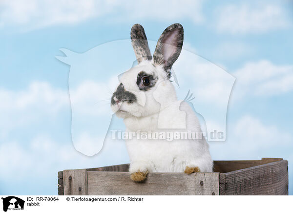 Kaninchen / rabbit / RR-78064