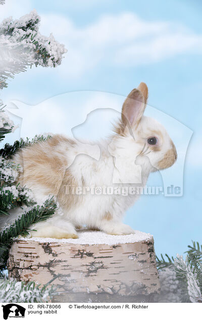 junges Kaninchen / young rabbit / RR-78066