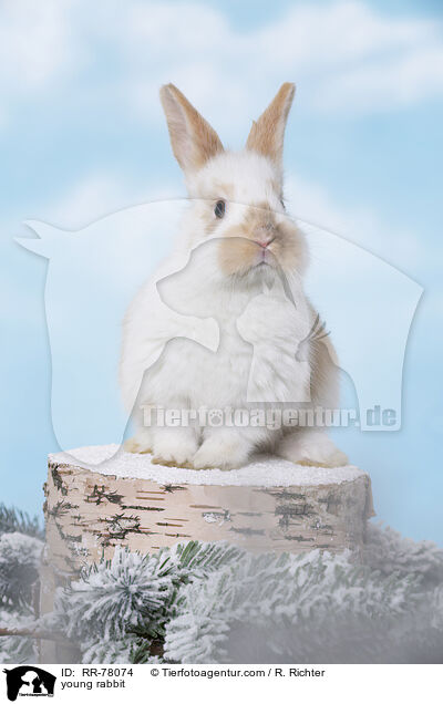 junges Kaninchen / young rabbit / RR-78074