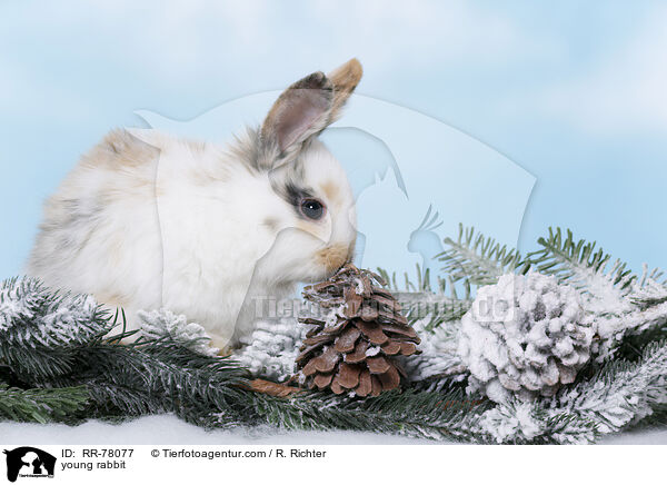 junges Kaninchen / young rabbit / RR-78077