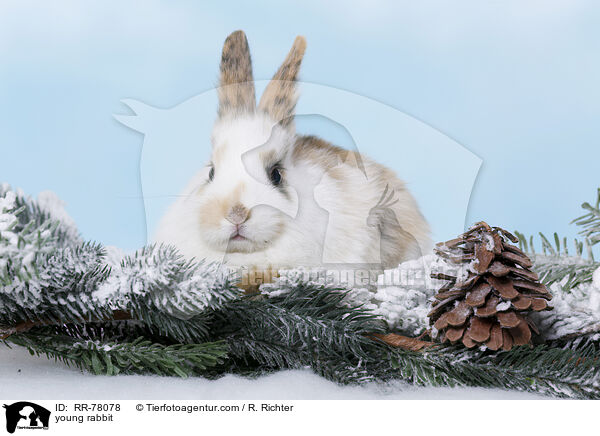 junges Kaninchen / young rabbit / RR-78078