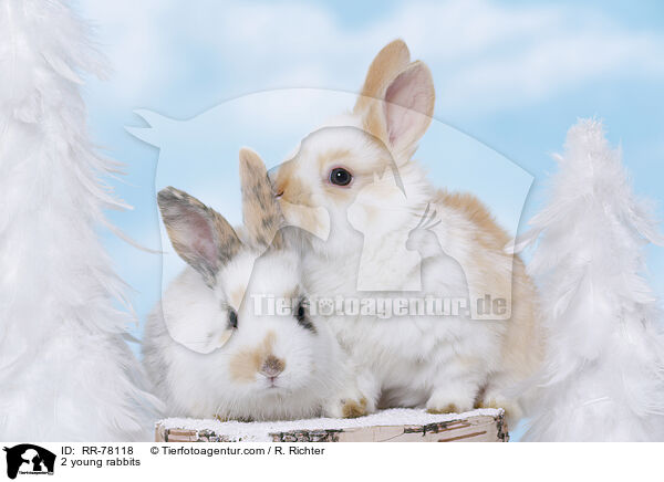 2 junge Kaninchen / 2 young rabbits / RR-78118