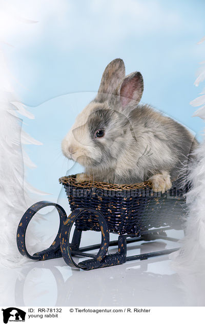 junges Kaninchen / young rabbit / RR-78132