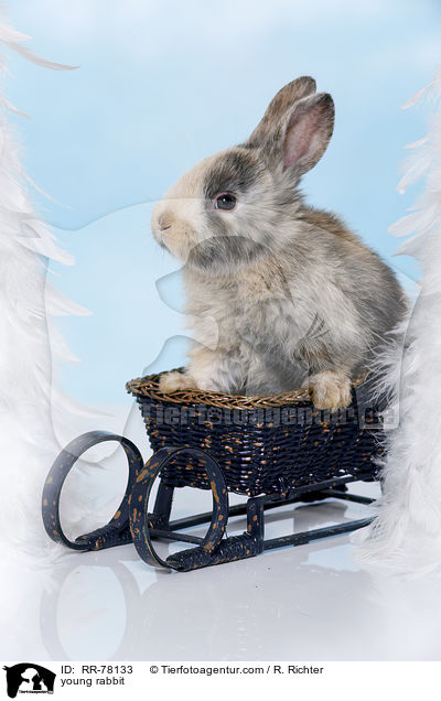 junges Kaninchen / young rabbit / RR-78133
