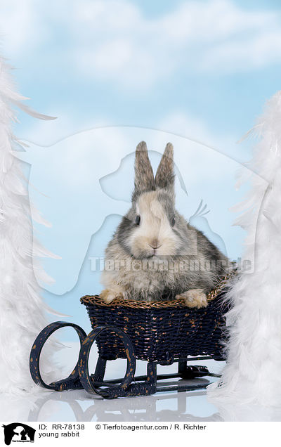 junges Kaninchen / young rabbit / RR-78138