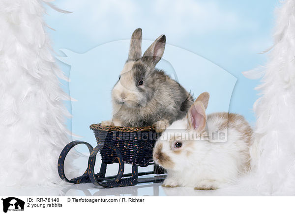 2 junge Kaninchen / 2 young rabbits / RR-78140