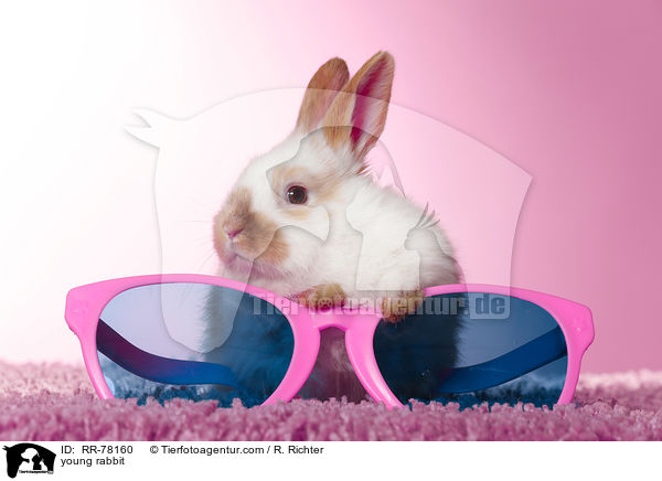 junges Kaninchen / young rabbit / RR-78160