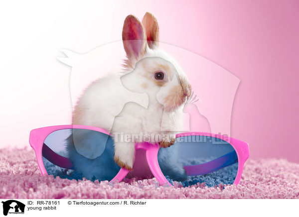 junges Kaninchen / young rabbit / RR-78161