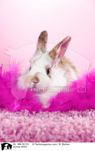 junges Kaninchen / young rabbit / RR-78172